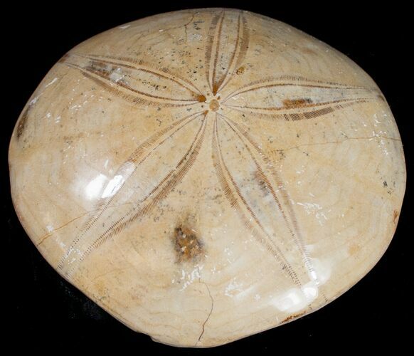 Top Quality Polished Fossil Sand Dollar #10247